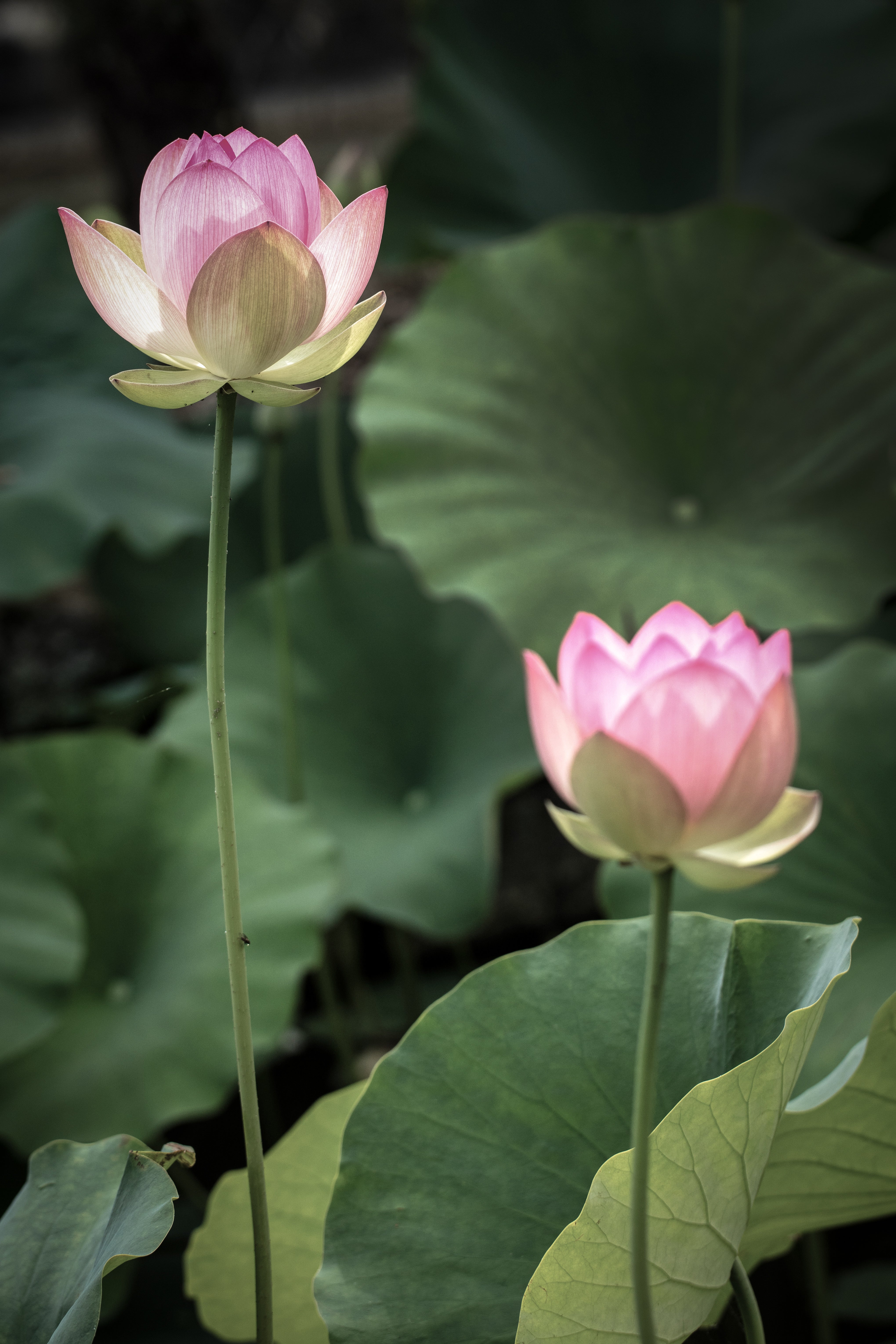 100% Lotus Silk 'Duchess Green' Scarf