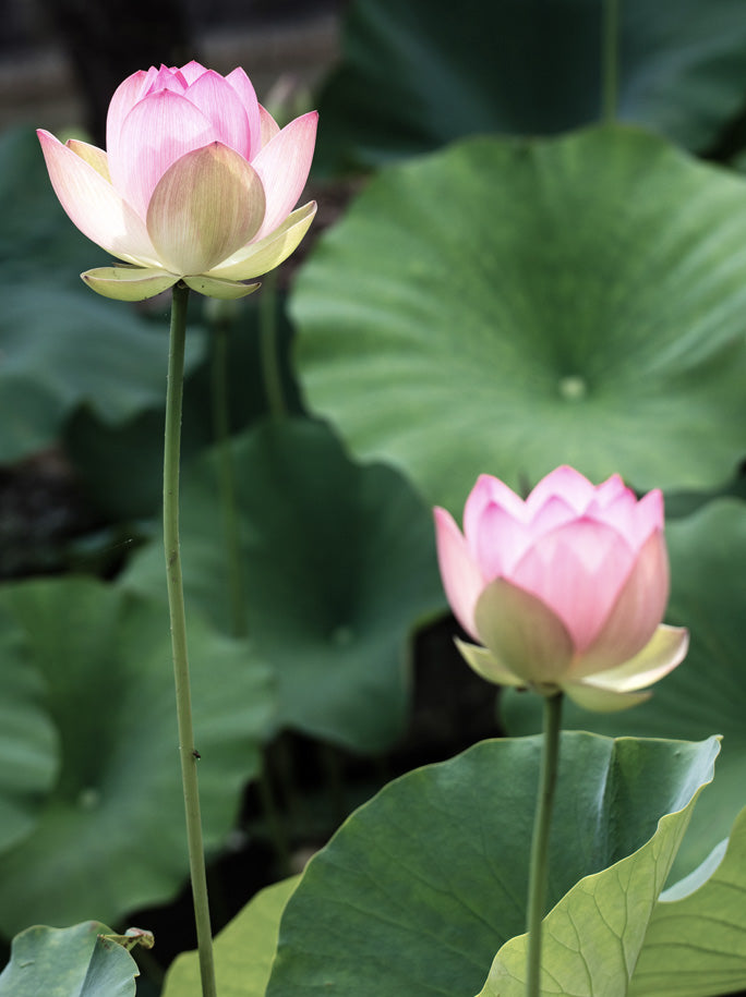 100% Lotus Silk Scarf - Latte