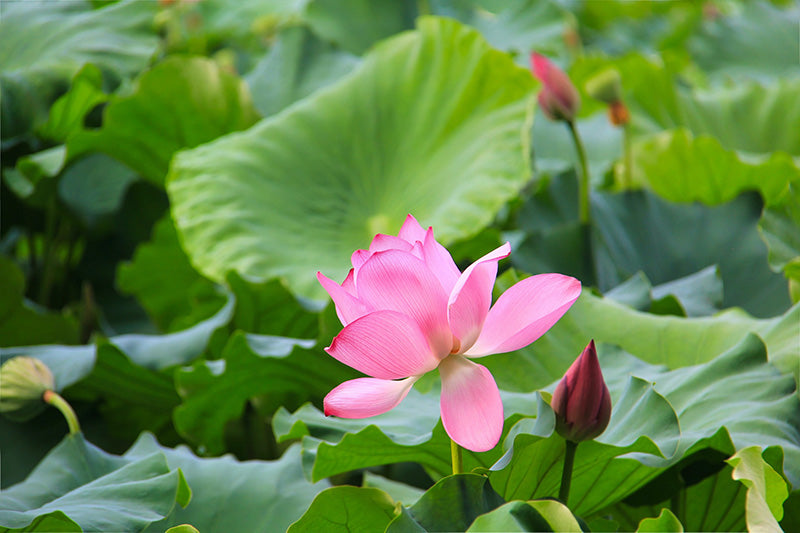 Mind-blowing benefits of the lotus flower you may not know about