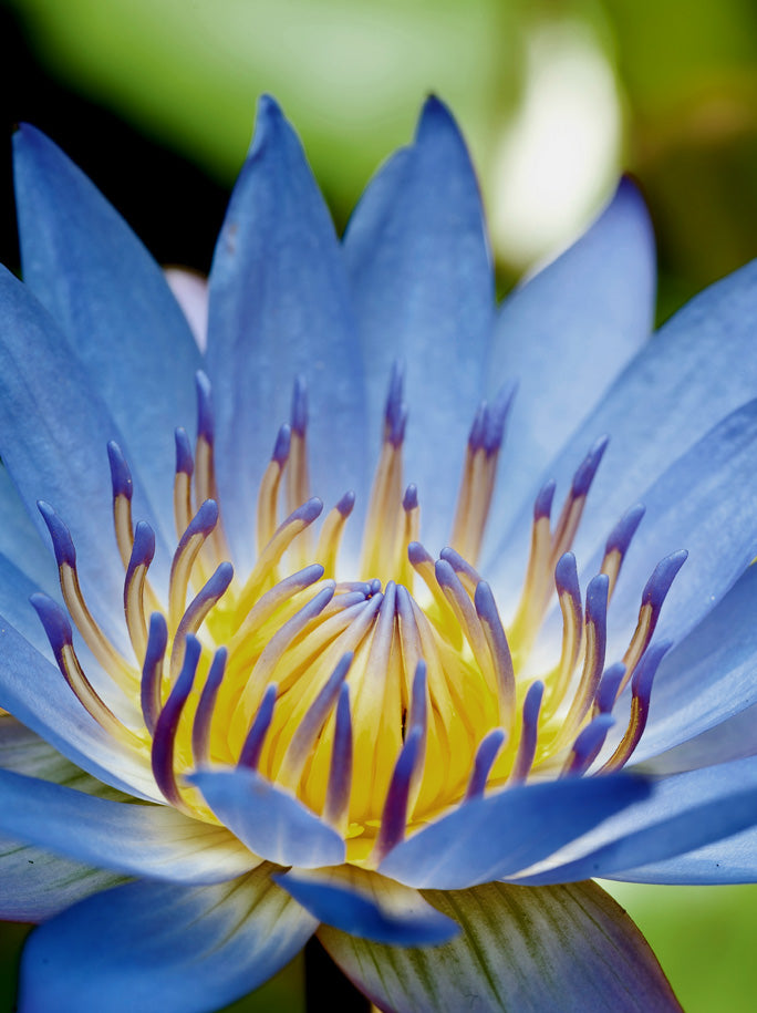 Blue Lotus Starter Set