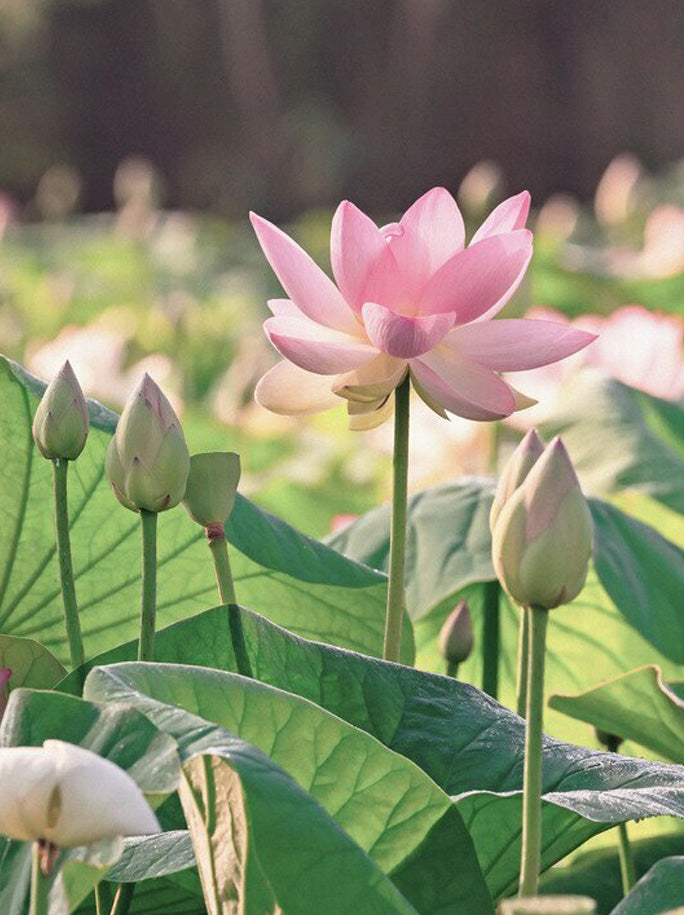 50% Lotus Silk Vegan Luxury Ethically-woven Organic Face Washer